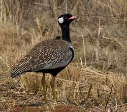 Black Korhaan at Rietvlei Nature Reserve